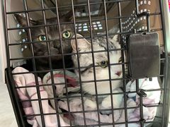 -纳吉亚猫专科动物医院·北北分院