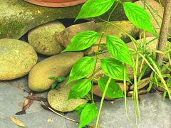 -广州神农草堂中医药博物馆