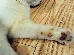 猫-猫色咖啡·猫咖