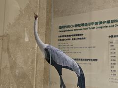 -盐城丹顶鹤湿地生态旅游区