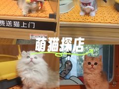 -欣宠猫屋·矮脚拿破仑·蓝金金渐层