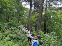 -五营红松林海景区