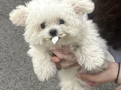 -伟伟宠物医院·CT影像中心·瑞派犬猫综合性门诊(汉口总院)