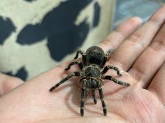 -吉丁鸟咖·异宠·寄养