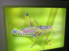 -上海昆虫博物馆