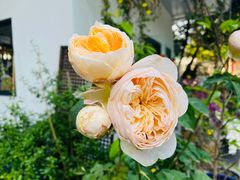 -凤来栖·净庭院·火锅(欧尚店)