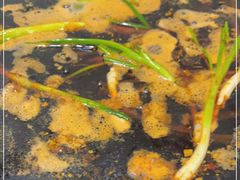 -石灰市毛记烧鸡公(解放碑店)