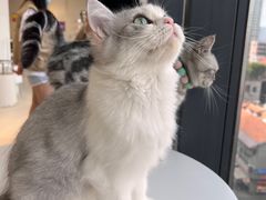 -怪兽屋·羊驼·猫咖·狗咖(俊华广场店)