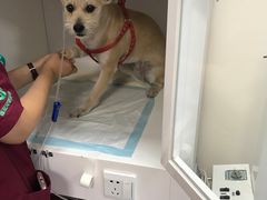 -瑞派·关忠动物医院·异宠专科·犬猫肿瘤·皮肤专科(望京店)