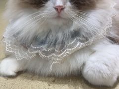 -藏猫猫咖啡主题馆(中央大道店)