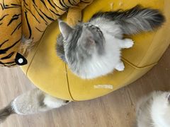 -1013 PET SHOP精品宠物商店(丁香店)