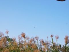 -大湾区中央湿地公园