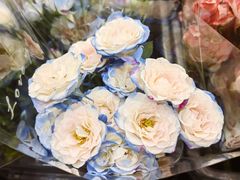 -溪岸路花鸟市场