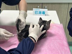 -北京观赏动物医院·24小时大型综合·猫专科·异宠专科
