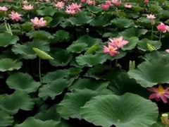 -白洋淀景区