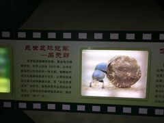 -上海昆虫博物馆