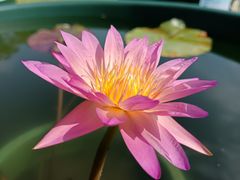 -云溪植物园