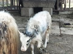 -无锡动物园·太湖欢乐园