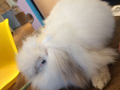 -藦茜花园宠物主题亲子互动体验馆(国顺东路店)