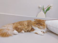 -More Fun猫咖 二十只万元加菲主题