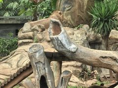 -海南热带野生动植物园