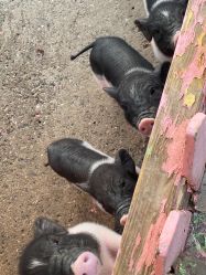 点击看大图 -萌宠亲子动物乐园(槐房万达店)