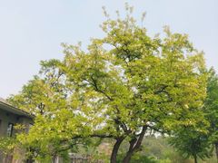 -微咖啡(百度科技园店)