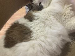 -白兔子密室(长寿路店)