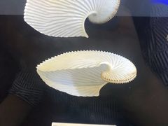 -贝壳梦幻世界