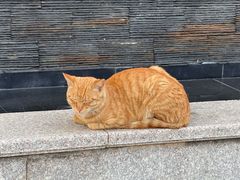 -巴公房子
