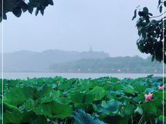 -湖畔居茶楼(湖滨店)