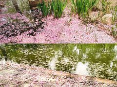 -石家庄市植物园