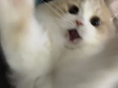 -猫大福·Fortune Cat猫舍(百子湾店)