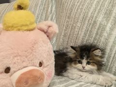 -小猫来了·猫舍(红山六九七九店)