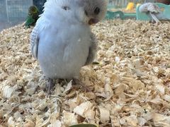 -怪兽屋·羊驼·猫咖·狗咖(俊华广场店)