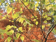 -桤木河湿地公园