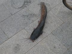 -海河游船-永乐码头(大悲院)
