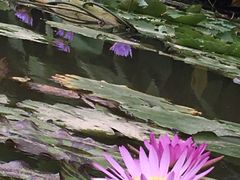 -东莞植物园