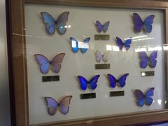 -上海昆虫博物馆