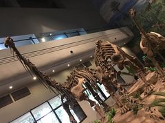 -自贡恐龙博物馆