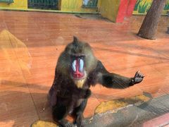 -荆州中山公园动物园