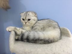 -喵的天空名猫咖啡馆·撸猫·猫舍·用品