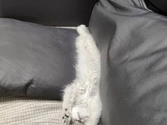 -客栈猫舍(中央北路店)