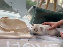 -纳吉亚猫专科动物医院·北北分院