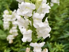 -天适樱花悠乐园