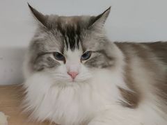 -柴迷FANS CLUB·柴犬狗咖·猫咖