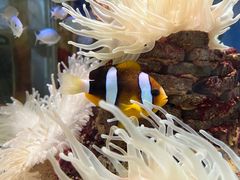 -太平洋海底世界