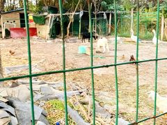 -呼吸森林·生态农庄农家乐私房菜