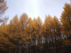 -塞罕坝国家级自然保护区