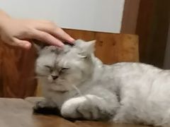 -喵园·猫主题咖啡厅·撸猫·猫咖(国贸店)